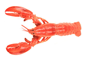 Image showing orange lobster isolated