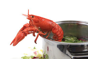 Image showing orange lobster isolated