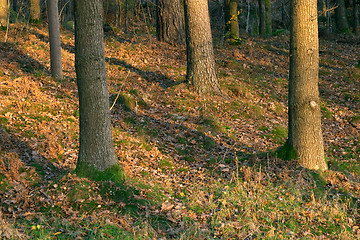 Image showing Autumn wood at sunset, Göteborg, Sweden