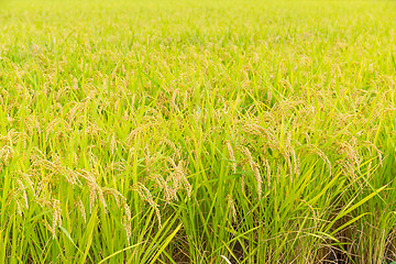 Image showing Fresh Rice field