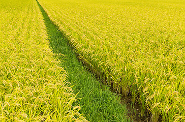 Image showing Paddy field