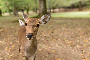 Image showing Lovely deer