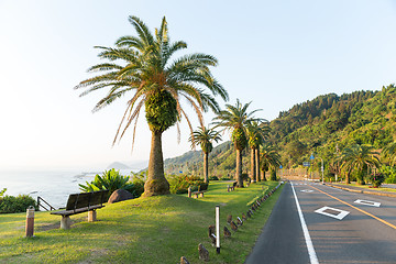 Image showing Big Palm Tree on the Side of the Road