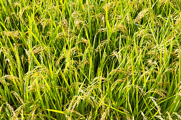 Image showing Paddy Rice field