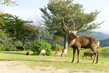 Image showing Stag Deer