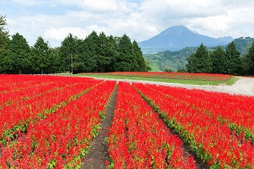 Image showing Red Salvia farm 