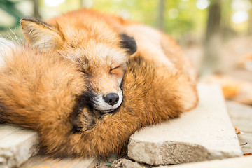 Image showing Sleepy red fox