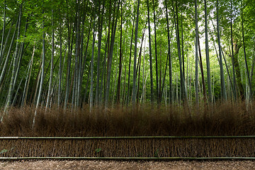 Image showing Bamboo forest at Arashiyama