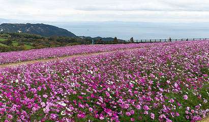 Image showing Pink cosmos flower in garden