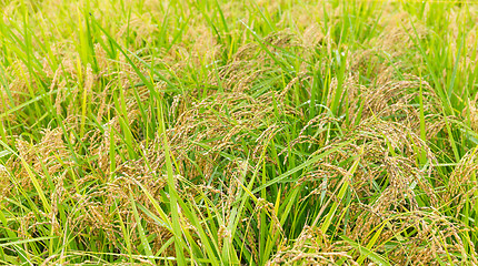 Image showing Rice field close up