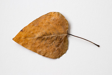 Image showing Autumn yellow dry leaf on white background