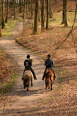 Image showing riding horses