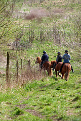 Image showing riding horses