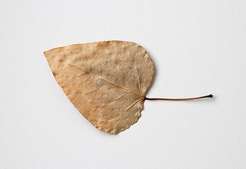 Image showing Autumn yellow dry leaf on white background