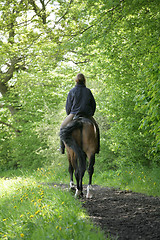 Image showing riding horses