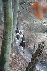 Image showing riding horses