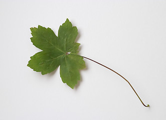 Image showing Autumn green dry leaf on white background