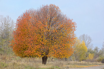 Image showing Lonely cherry tree