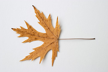 Image showing Autumn yellow dry leaf on white background