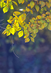 Image showing Nature background with yellow leaves