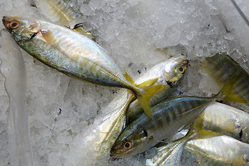Image showing Yellowtail scad fish