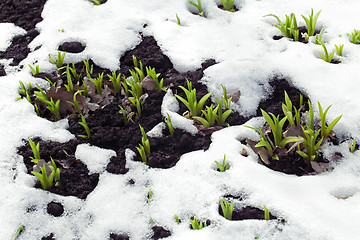 Image showing Crocus leaves in the snow