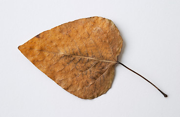 Image showing Autumn yellow dry leaf on white background