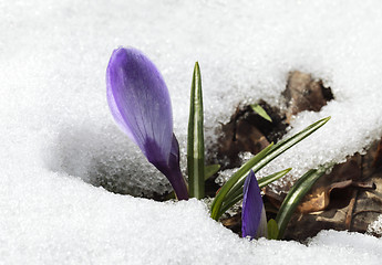 Image showing Crocus flower in the snow