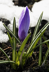 Image showing Crocus flower in the snow