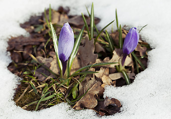 Image showing Crocus flower in the snow