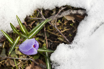 Image showing Crocus flower in the snow