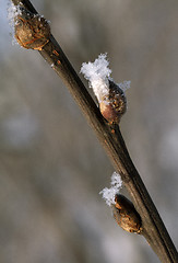 Image showing Frosty twig with buds