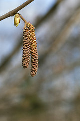 Image showing Catkins of a birch