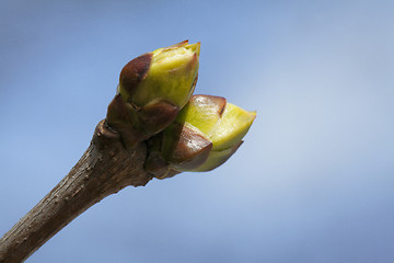 Image showing Spring tree buds