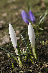 Image showing Crocus flowers in spring