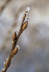 Image showing Frosty twig with buds