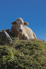 Image showing Cow on a mountain pasture