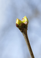 Image showing Spring tree buds