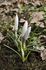 Image showing Crocus flowers in spring