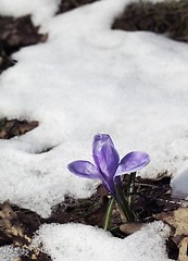 Image showing Crocus flower in the snow