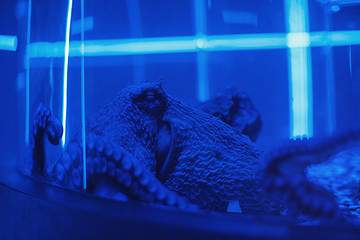 Image showing portrait of the octopus underwater