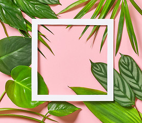 Image showing Tropical leaves and white frame