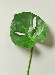 Image showing tropical leaf of Monstera plant