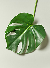 Image showing tropical leaf of Monstera plant
