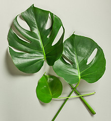 Image showing tropical leaves of Monstera plant