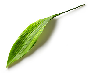 Image showing Green leaf on white background