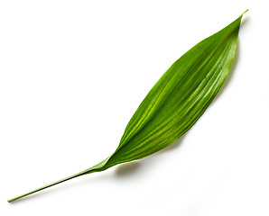 Image showing green tropical leaf