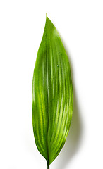 Image showing green tropical leaf