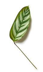 Image showing green tropical leaf