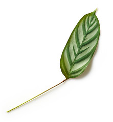 Image showing green tropical leaf